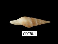 藏品(紡錘長麥螺)的圖片